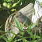 painted turtles