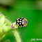 Harlequin cabbage bug (nymph)