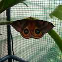 Io Moth