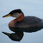 Red-Necked Grebe