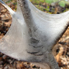 Eastern Tent Caterpillar Nest