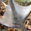 Eastern Tent Caterpillar Nest
