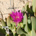 Round-Leaved PigFace