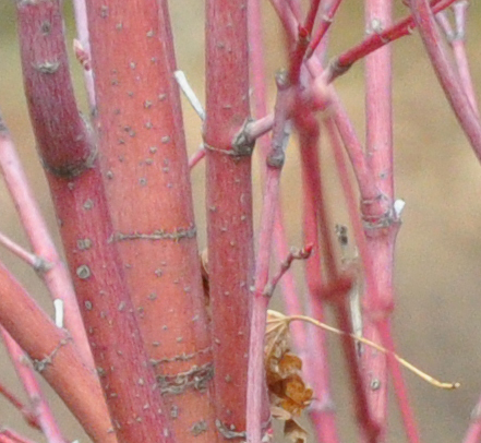 Coral-bark Japanese Maple
