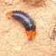 Firefly Fly