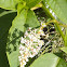 Pokeweed