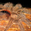 Tarantula