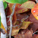 Eastern Corn Snake