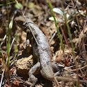 Lizard