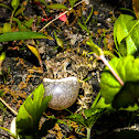 Fowler's Toad