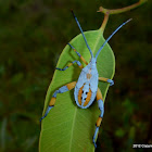 Eucalyptus tip bug, clown bug (5th instar)