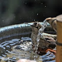 Anna's Hummingbird