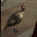 Eastern Wild turkey
