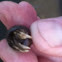 Hermit crab