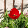 Red Tulip