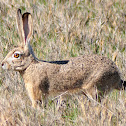 Jackrabbit