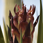 Spanish Dagger (Yucca)