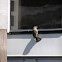 Common House Sparrow