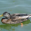 Mallard Duck