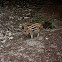 Wild boar