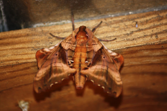 Spotting Image 1