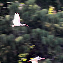White Ibis