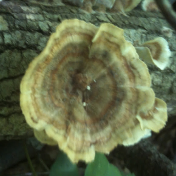 Spotting Image 1