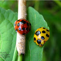 Giant Bamboo Ladybird