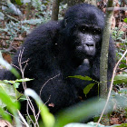 Mountain Gorilla juvenile