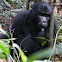 Mountain Gorilla juvenile