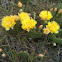 Dessert Prickly Pear