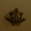 Moth