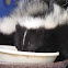 Striped Skunk babies