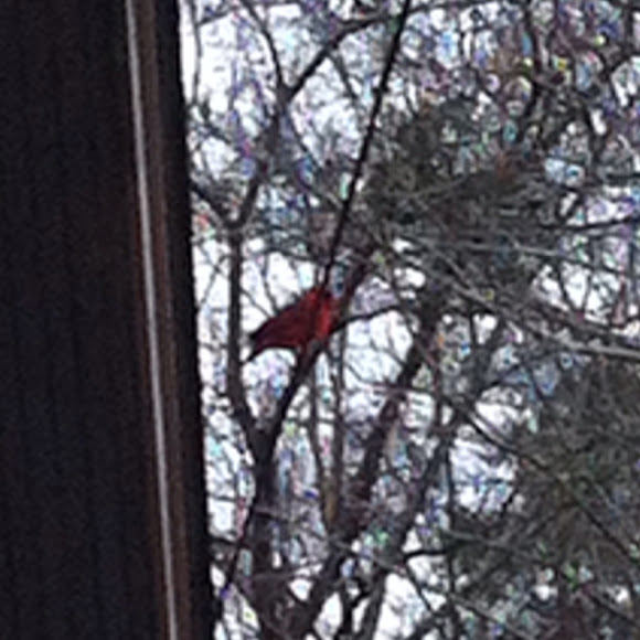 Spotting Image 1
