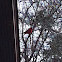 Cardinal