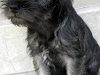 Se Venden Schnauzer´S