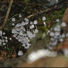 Mushroom cluster