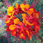 Desert flowers
