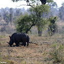 Southern white rhinoceros