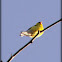 American Goldfinch