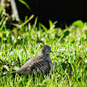 Peaceful Dove