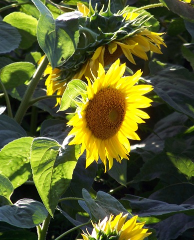 [Big Sunflowers[4].jpg]