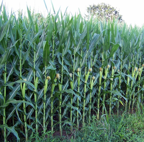 [Big Stalks of Corn[4].jpg]