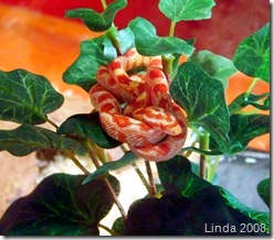 is worth one in the tree