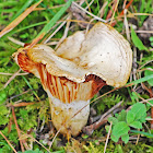 Unknown Mushroom
