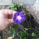 Morning glory