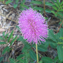 Sunshine Mimosa / Powderpuff