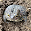 American Toad