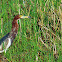 Chinese Pond Heron