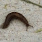 Black slug